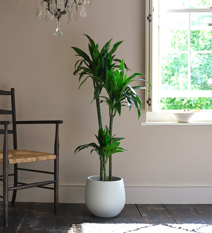 Dracaena Fragrans Steudneri