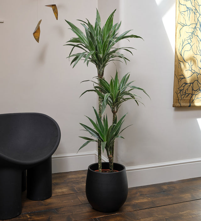 Dracaena Fragrans Warneckei Large