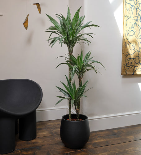 Dracaena Fragrans Warneckei