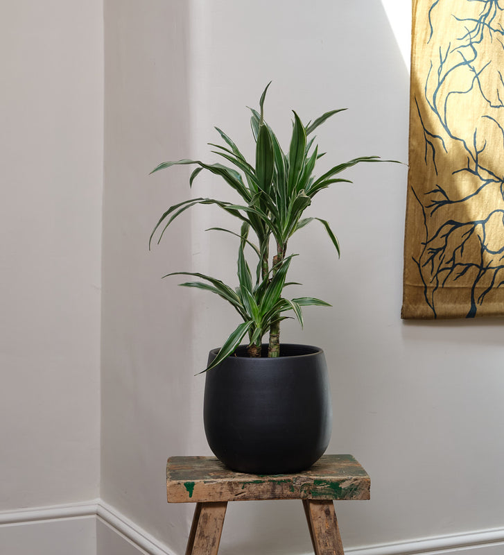 Dracaena Fragrans Warneckei