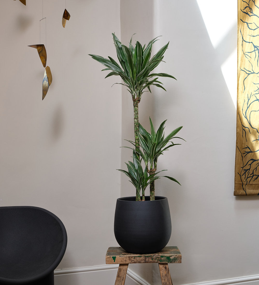 Dracaena Fragrans Warneckei