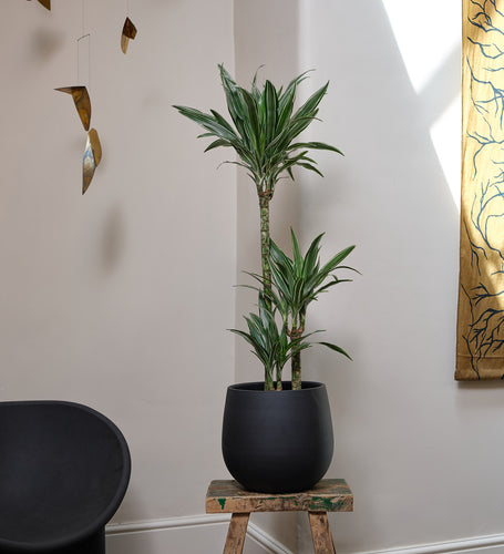 Dracaena Fragrans Warneckei