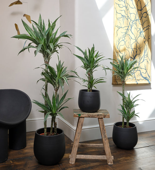 Dracaena Fragrans Warneckei