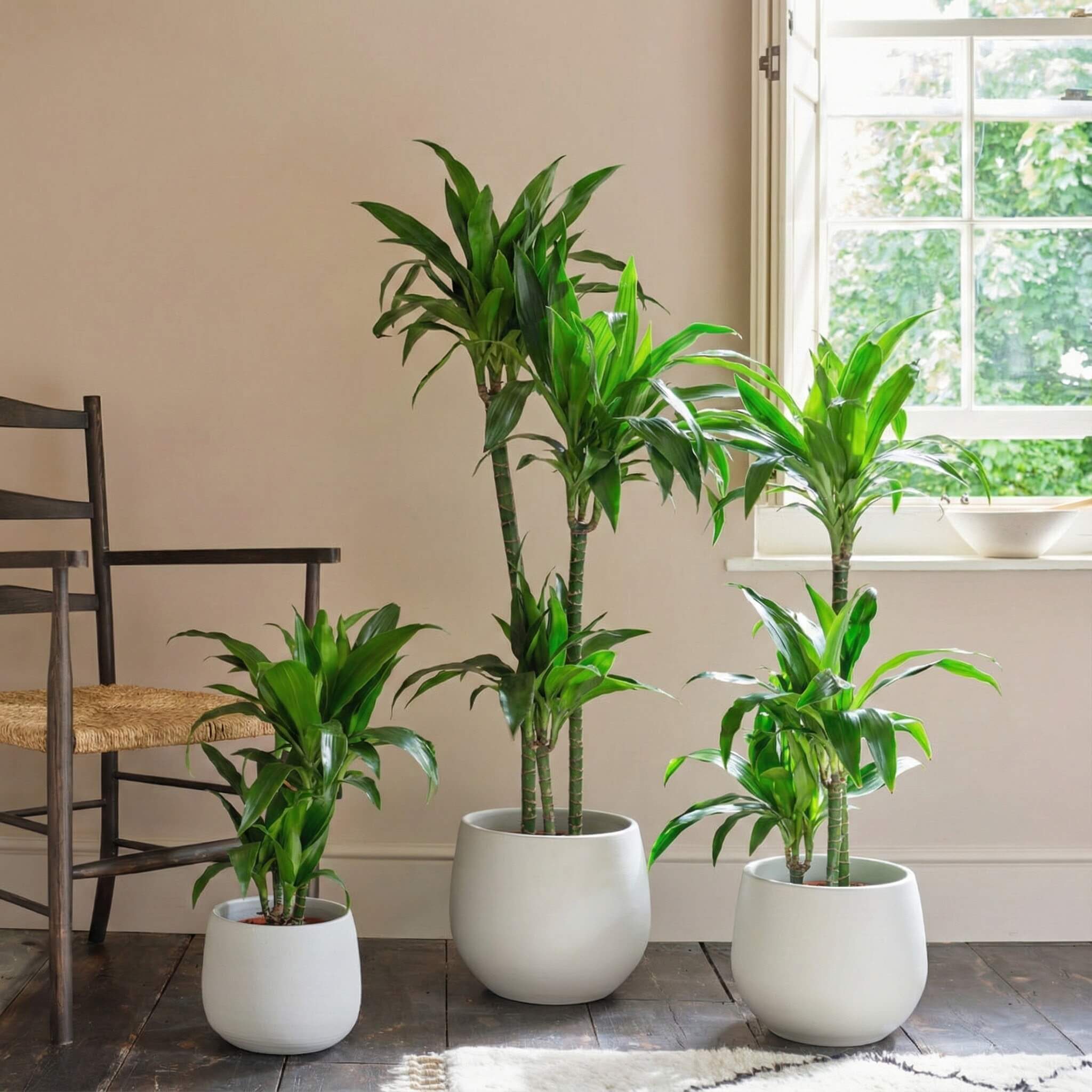 Dracaena Fragrans Steudneri