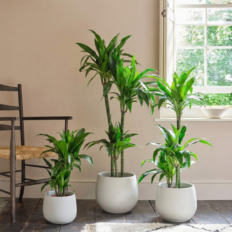 Dracaena Fragrans Steudneri