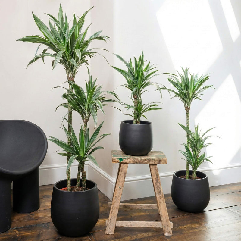 Dracaena Fragrans Warneckei