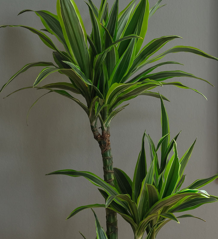 dracaena lemon lime black leaves Dracaena Lemon & Lime Large