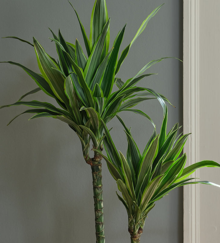 dracaena lemon lime tall Dracaena Lemon & Lime