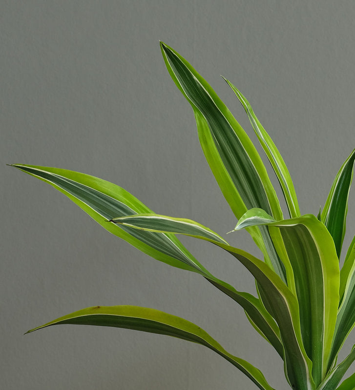 Dracaena Lemon & Lime