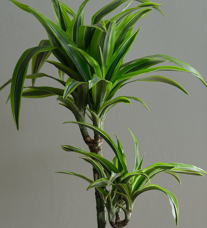 dracaena definition Dracaena Lemon & Lime Large