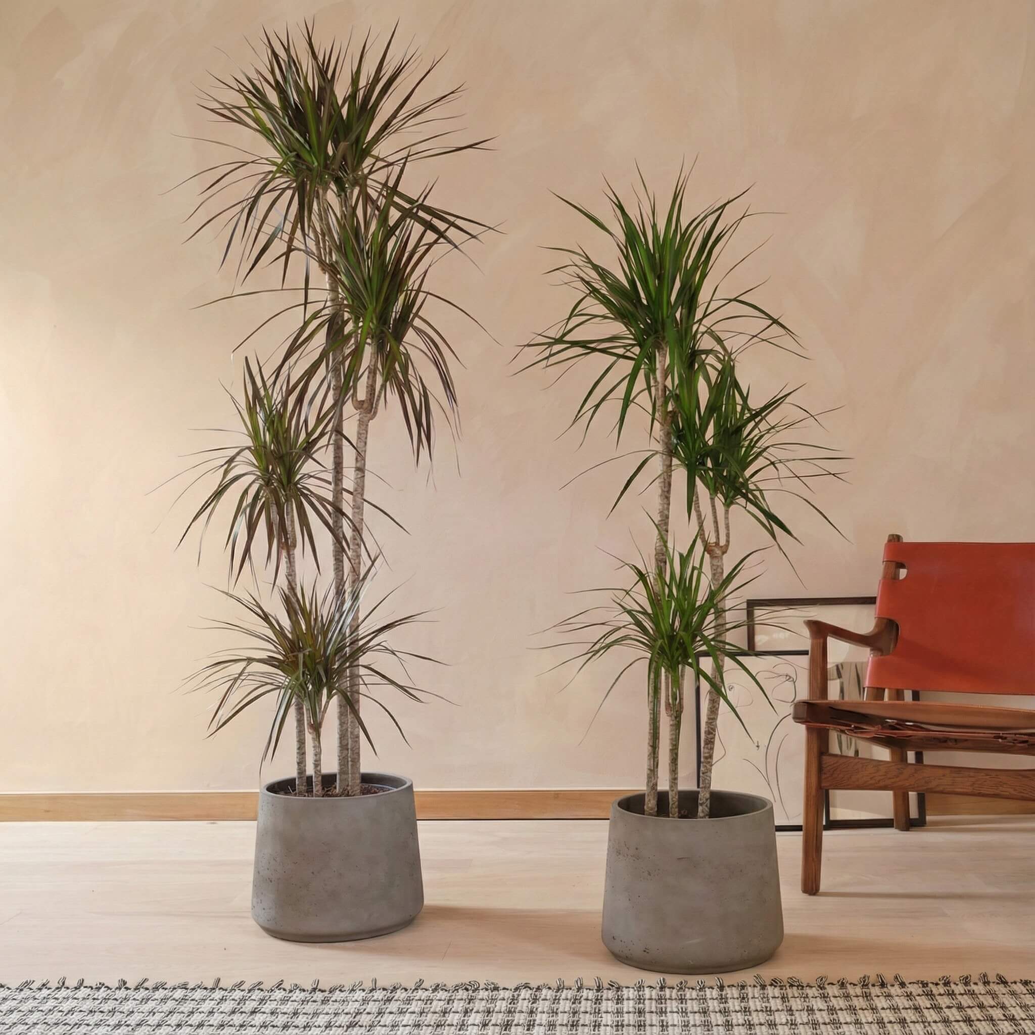 Dracaena Marginata Magenta