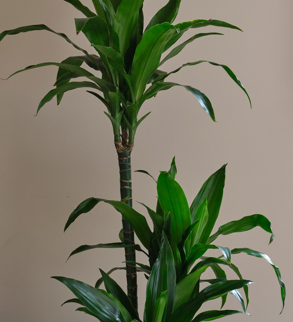 drachenbaum dracaena Dracaena Fragrans Steudneri