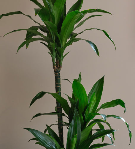 Dracaena Fragrans Steudneri