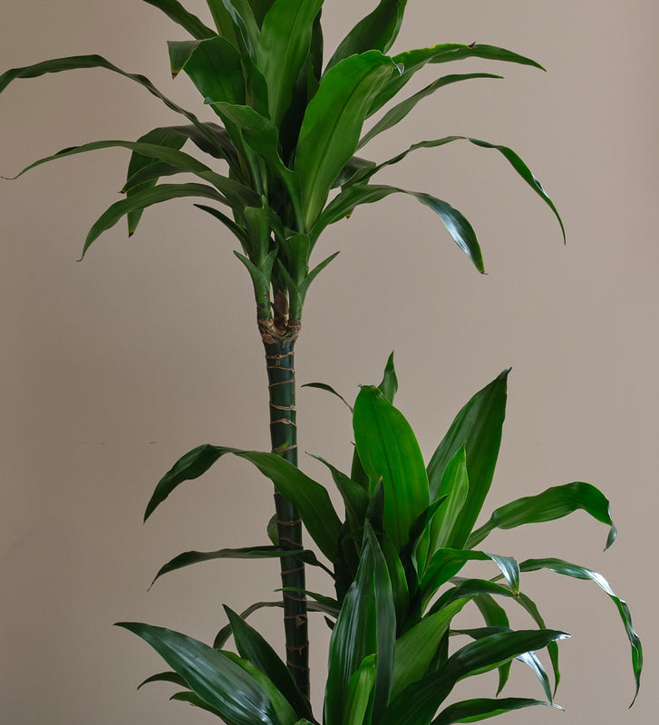 Dracaena Fragrans Steudneri
