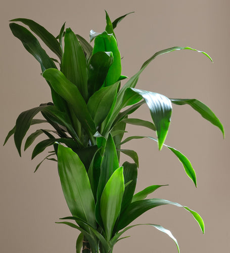 Dracaena Fragrans Steudneri
