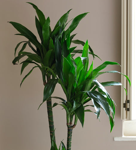 dragon tree dracaena fragrans Dracaena Fragrans Steudneri Large