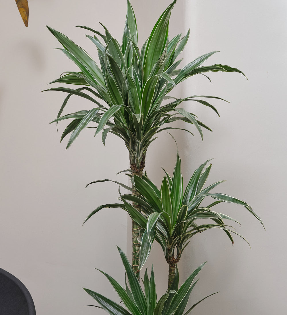 Dracaena Fragrans Warneckei