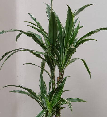 Dracaena Fragrans Warneckei