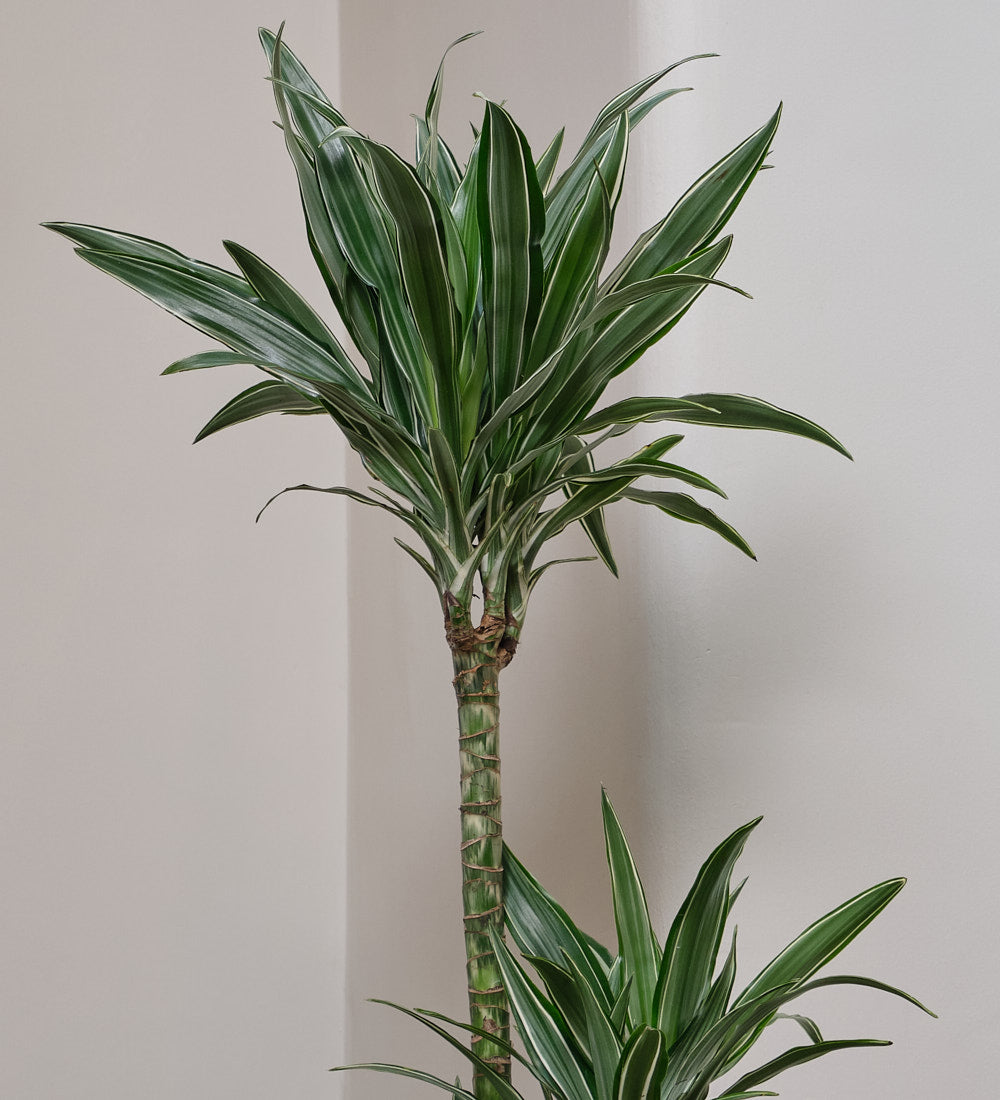 dracaena warneckii jumbo Dracaena Fragrans Warneckei Large