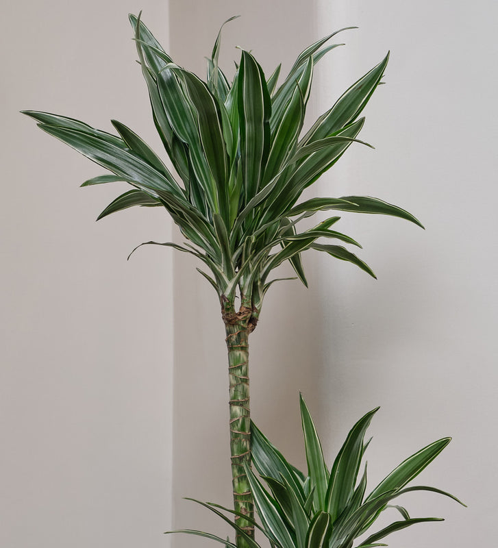 Dracaena Fragrans Warneckei