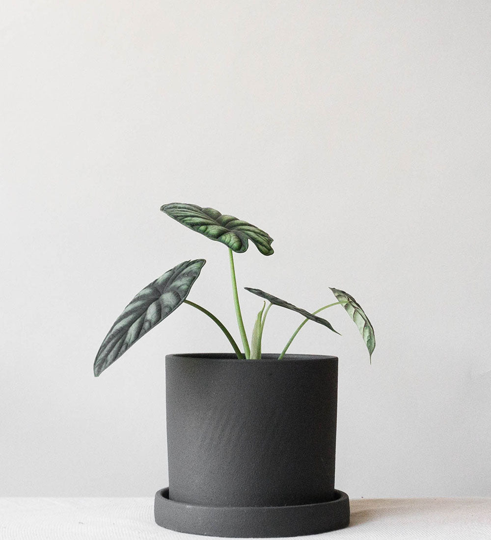 Alocasia Dragon Scale