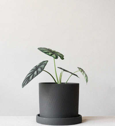 Alocasia Dragon Scale