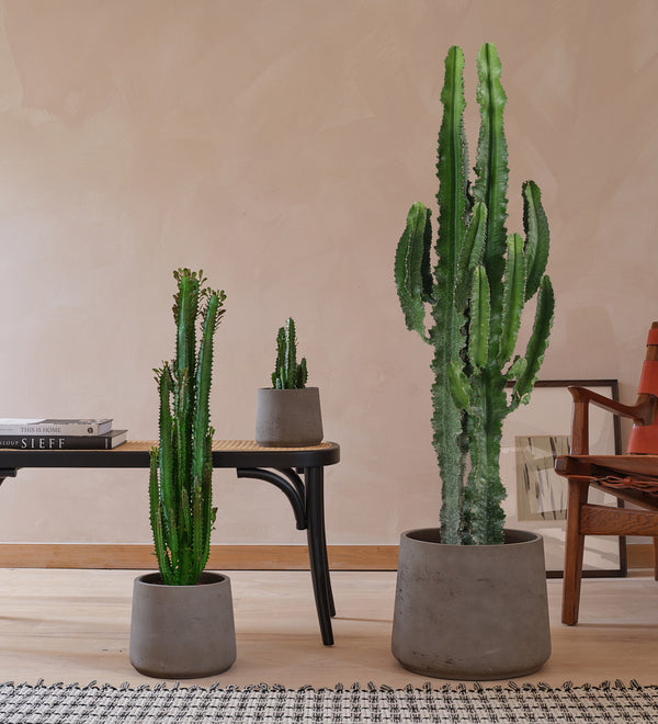Euphorbia Trigona