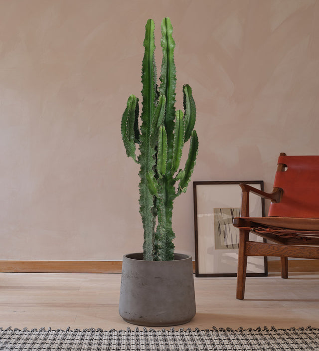 Euphorbia Trigona Large