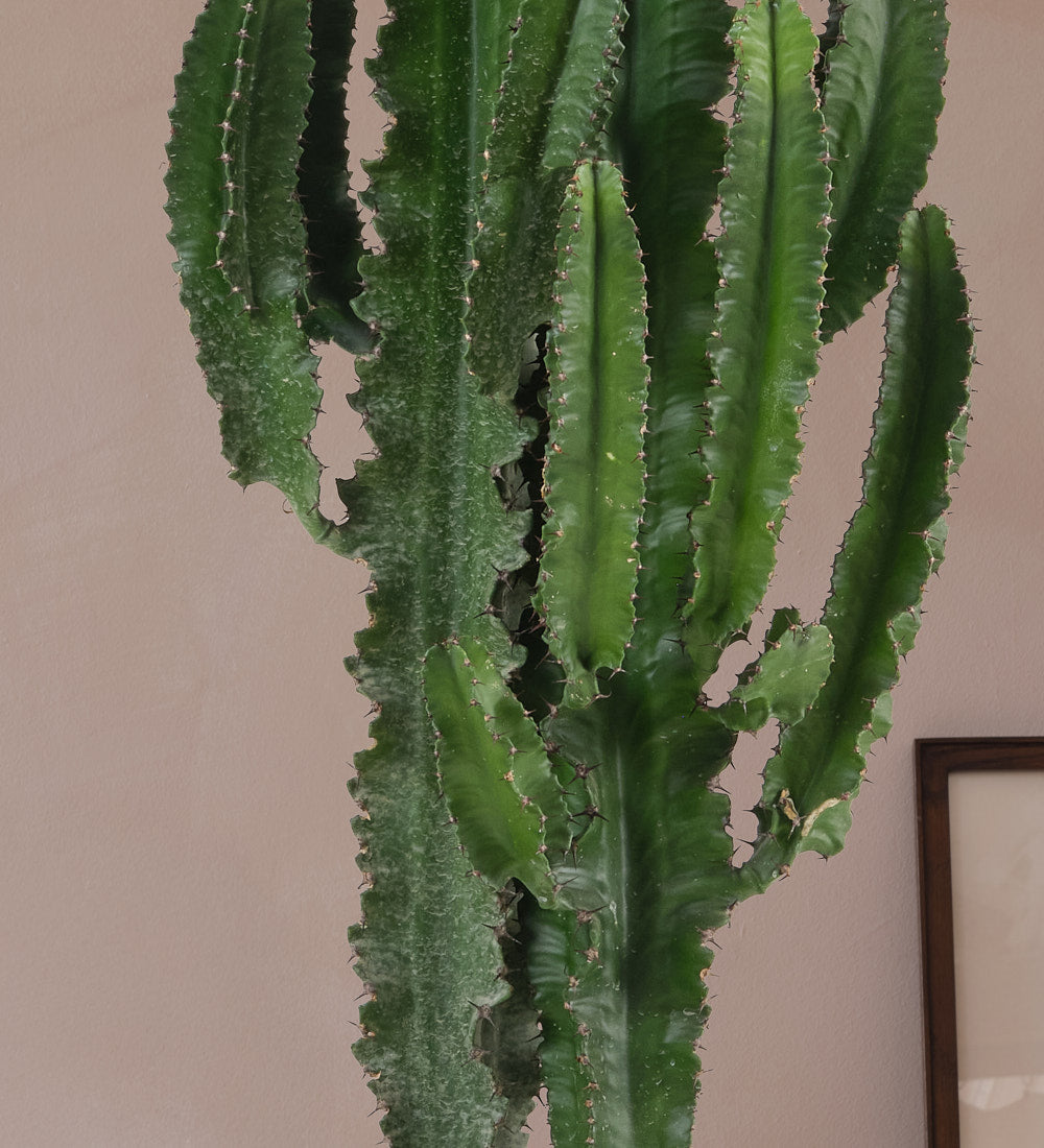 Euphorbia Trigona Large