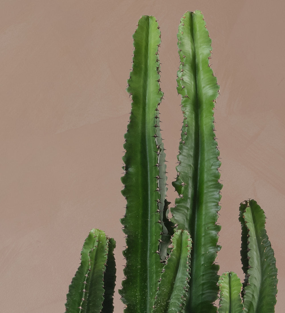 Euphorbia Trigona Large