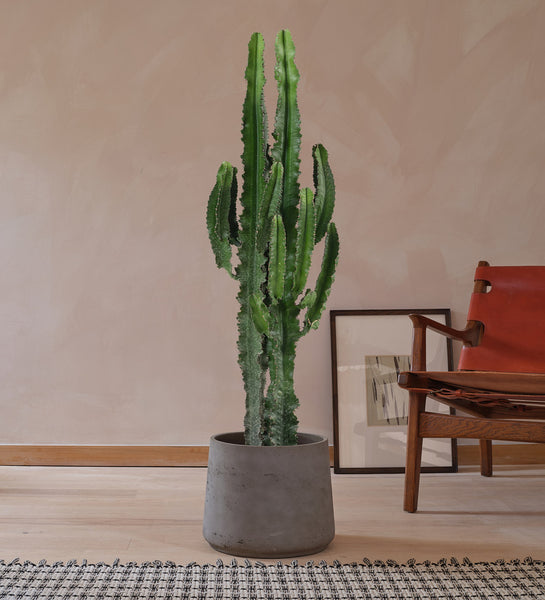 tall cactus house plants Euphorbia Trigona Green Cactus Houseplant | Online Delivery