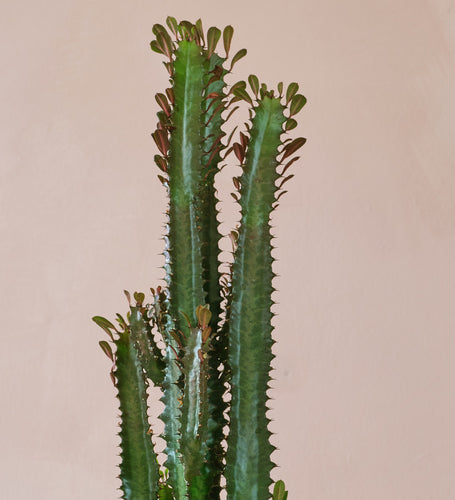 Euphorbia Trigona