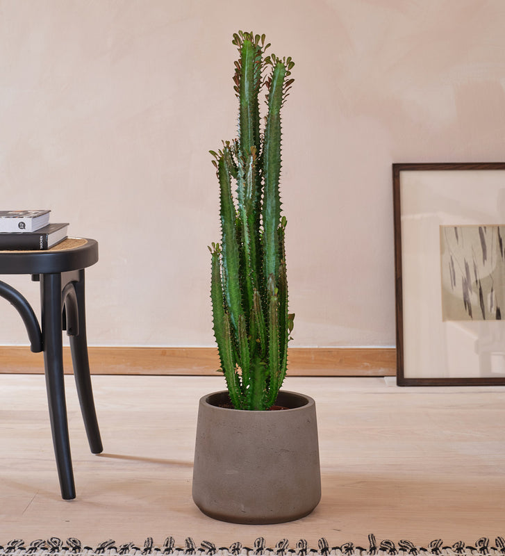 tall cactus house plant Euphorbia Trigona Green Cactus Houseplant | Online Delivery