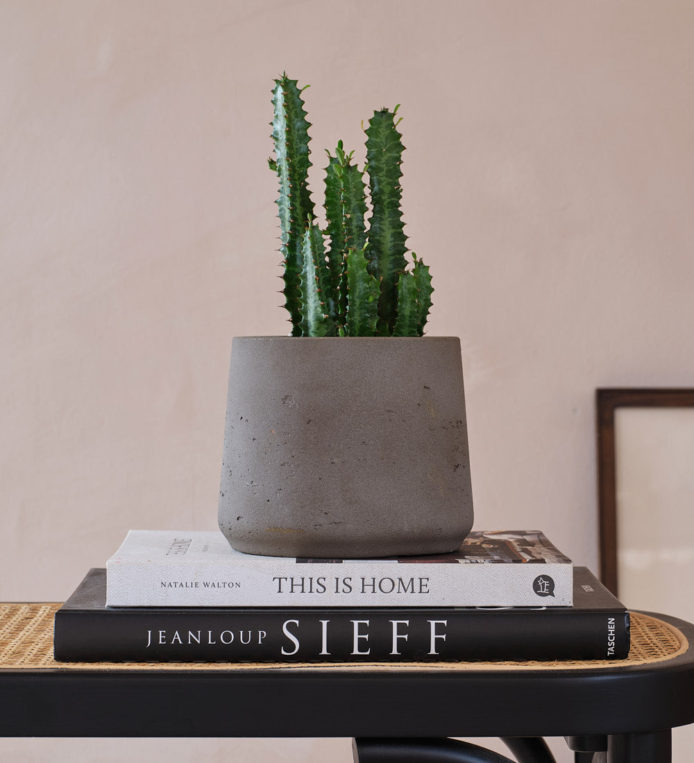 Euphorbia Trigona