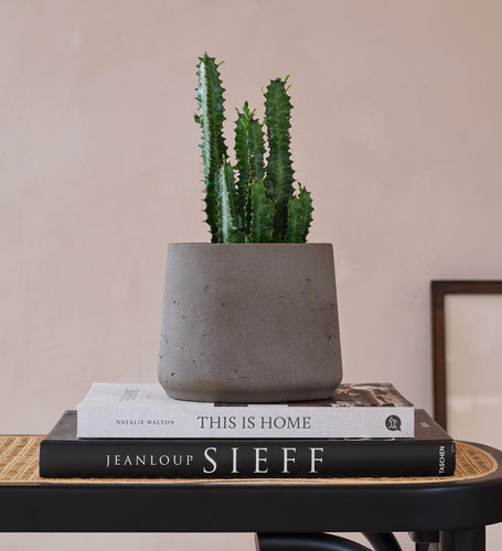 Euphorbia Trigona