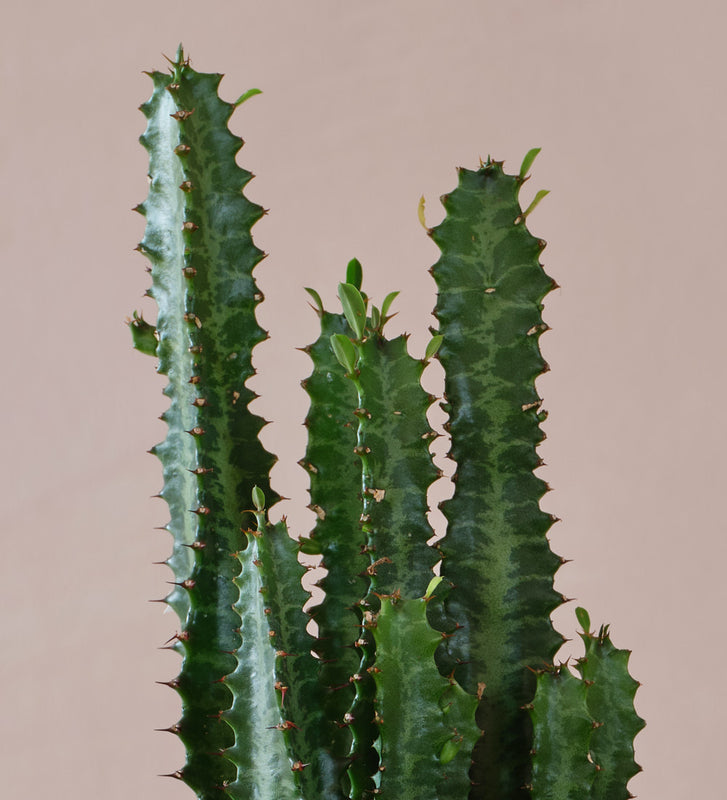 Euphorbia Trigona