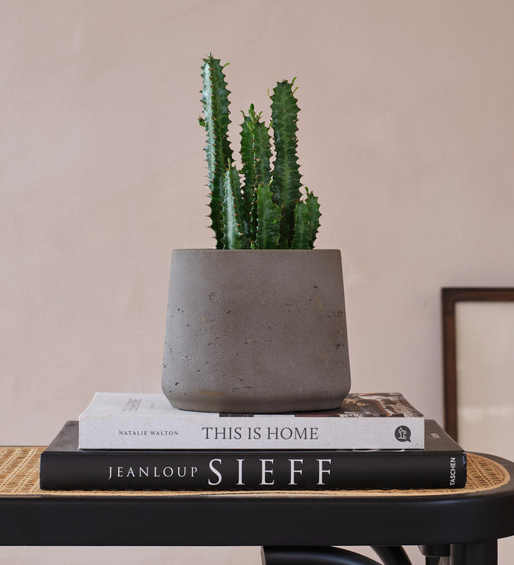 Euphorbia Trigona