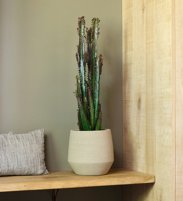 Euphorbia Trigona Rubra Cactus