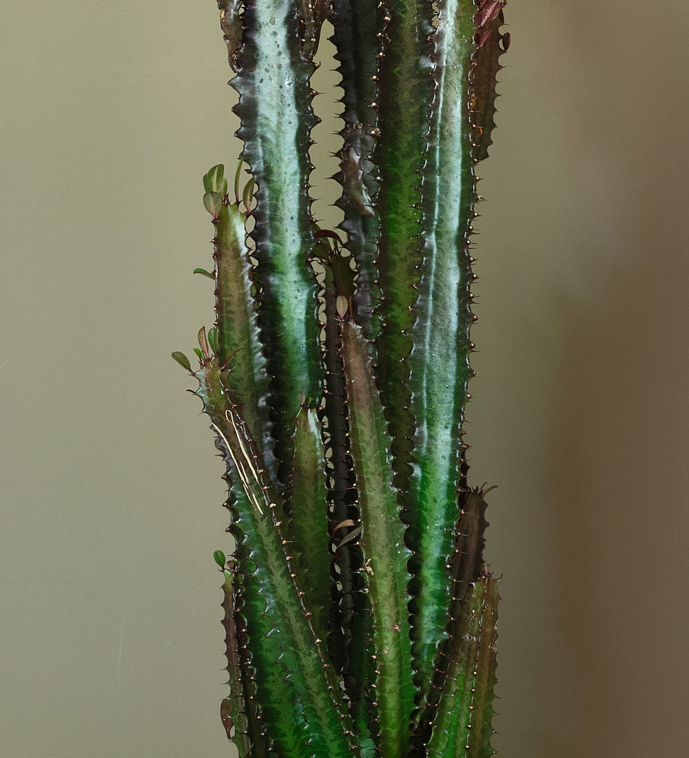 Euphorbia Trigona Rubra Cactus