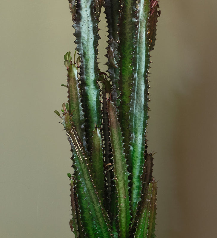 Euphorbia Trigona Rubra Cactus
