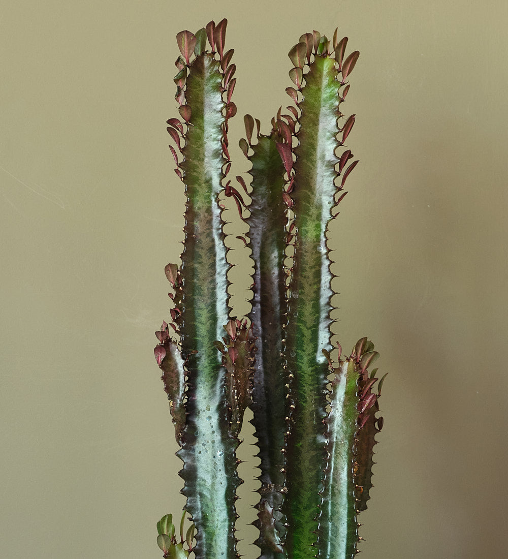 Euphorbia Trigona Rubra Cactus