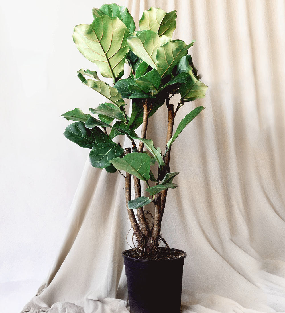 Fiddle Leaf Fig Tree