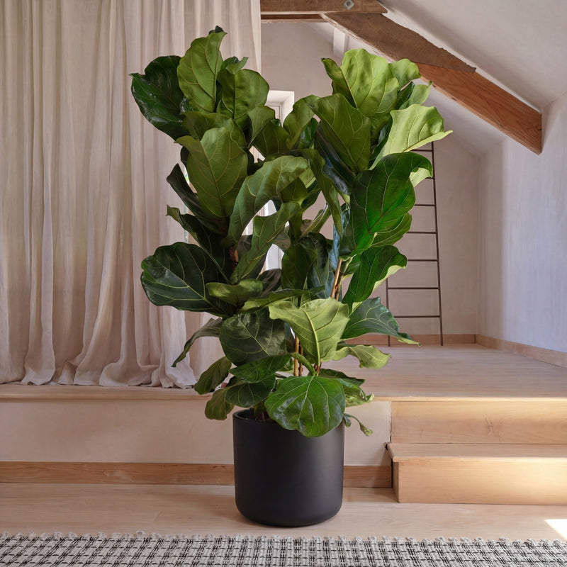 Fiddle-Leaf Fig
