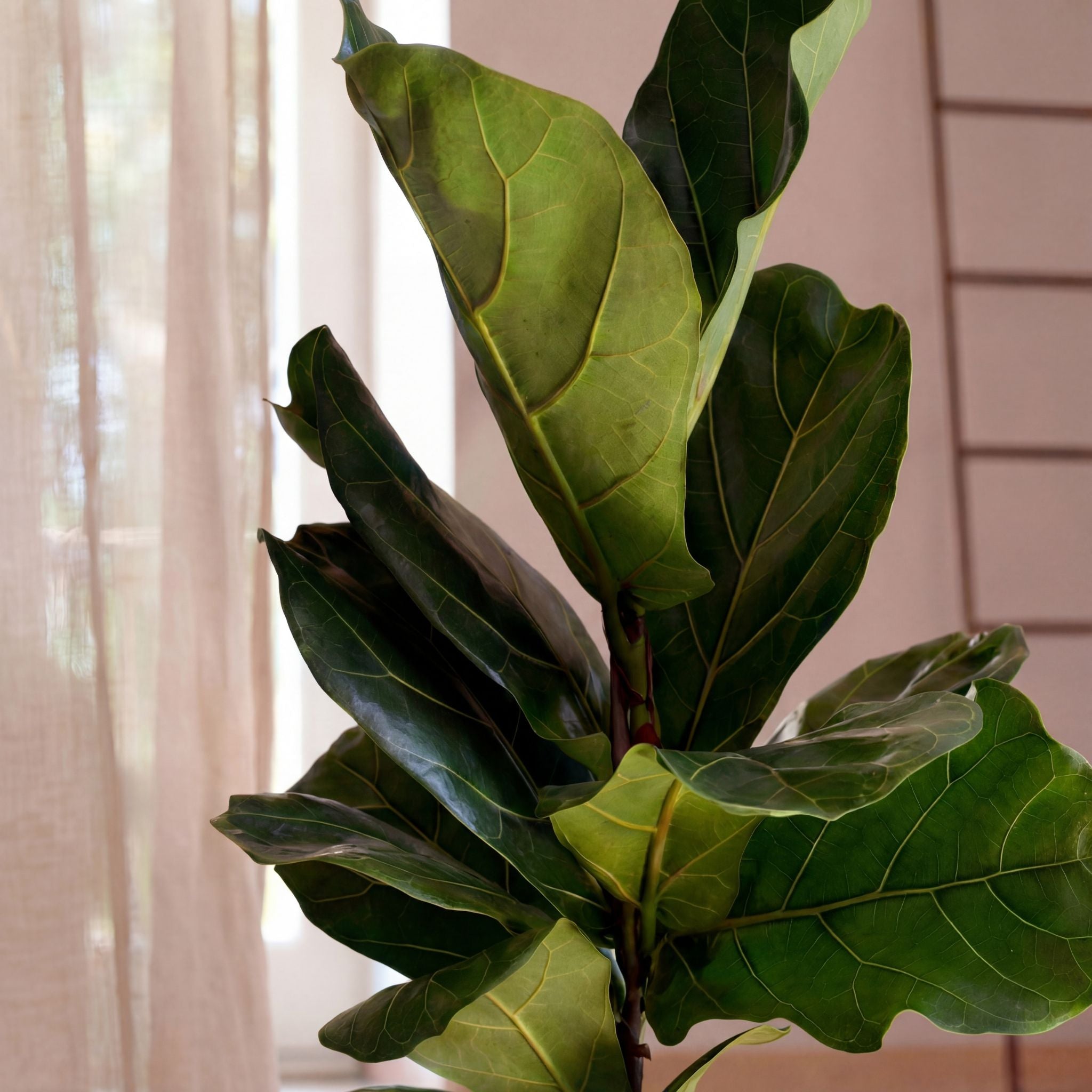 fiddle leaf fig tree uk Fiddle Leaf Fig Houseplant | Buy Plants Online | Next Day Delivery