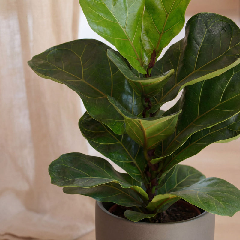 Fiddle-Leaf Fig