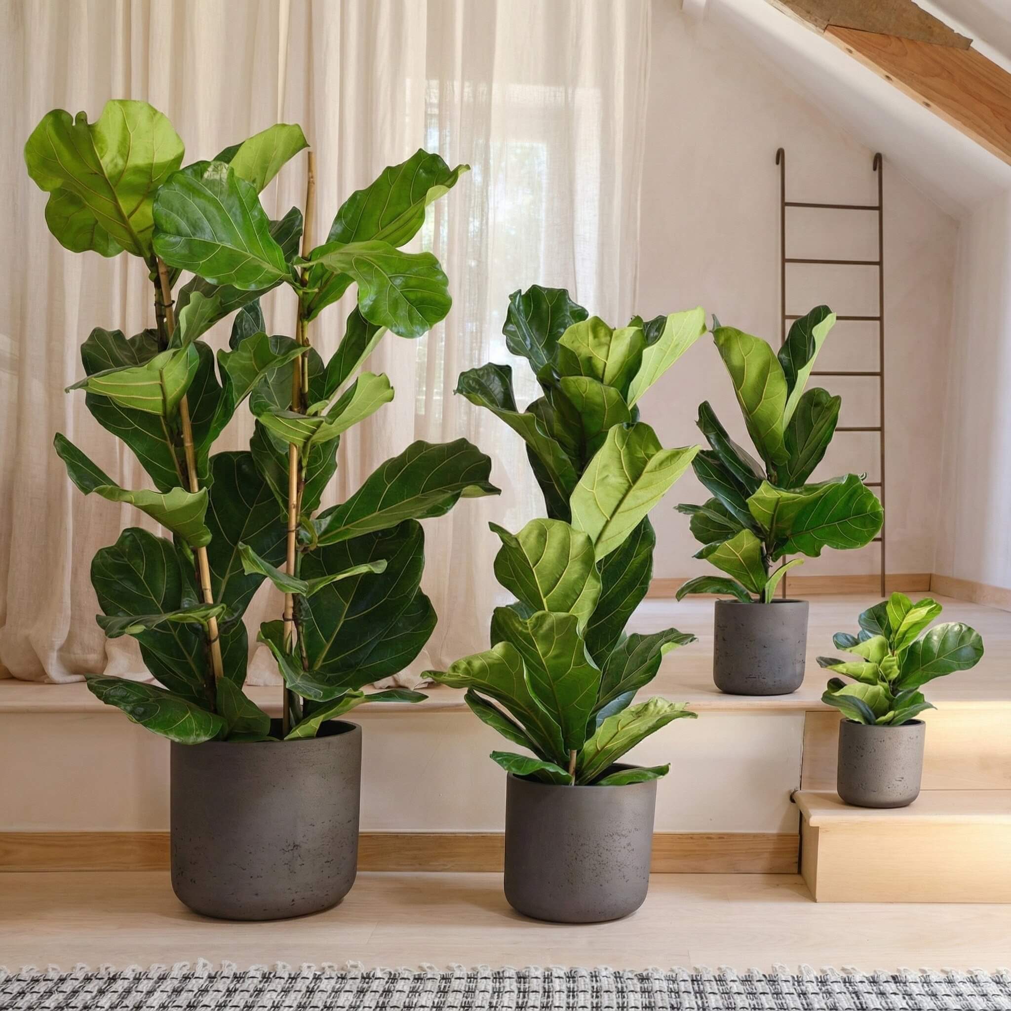 Fiddle-Leaf Fig