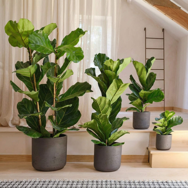 Fiddle-Leaf Fig
