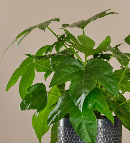 Fatsia Japonica