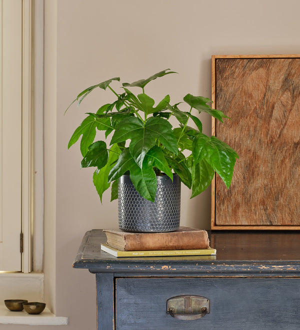 Fatsia Japonica