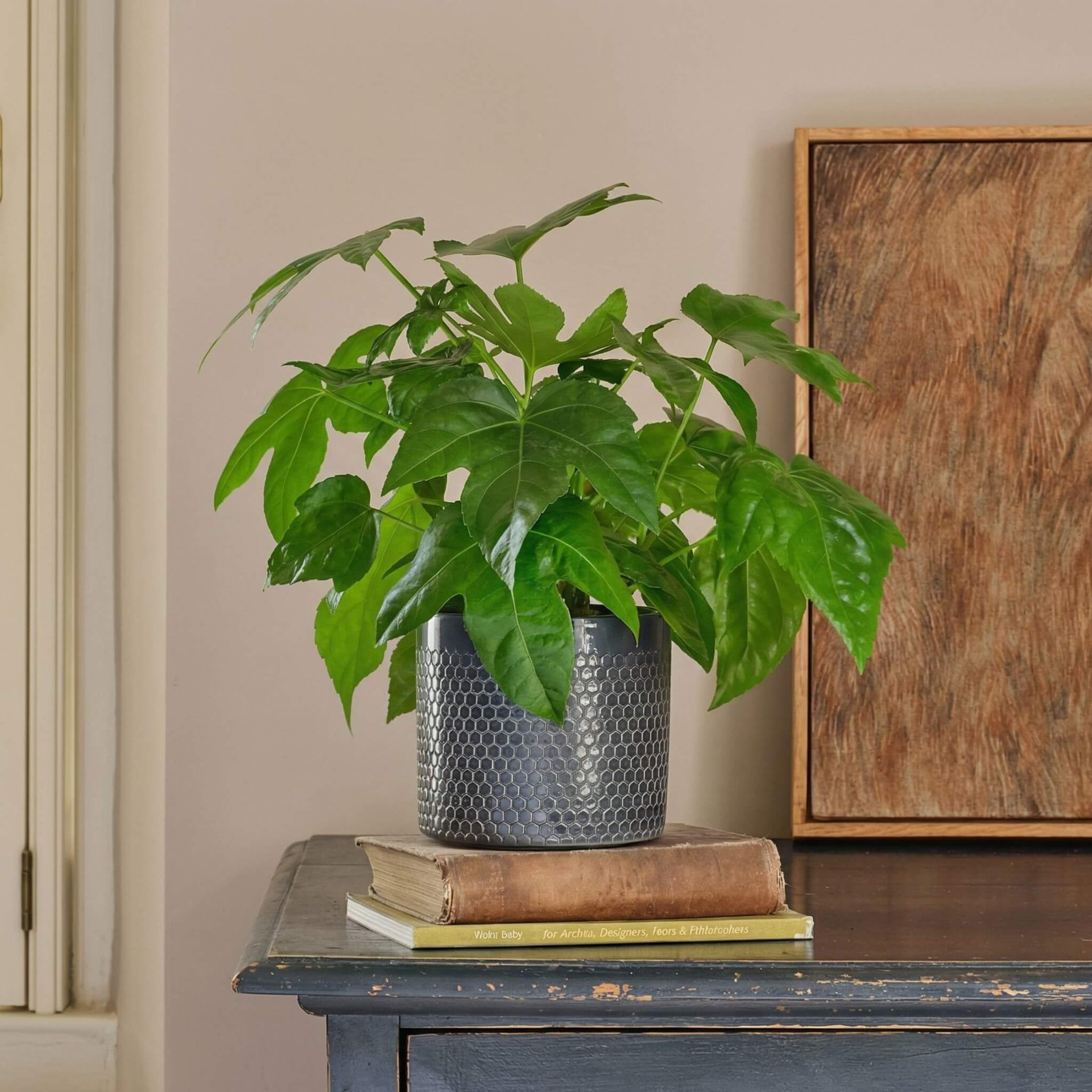 Fatsia Japonica